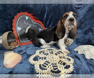 Basset Hound Puppy for sale in EDGAR SPRINGS, MO, USA