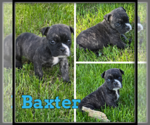 Olde English Bulldogge Puppy for sale in WHEELER, MI, USA