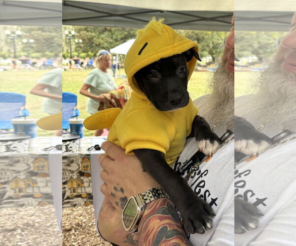 Medium Photo #4 American Pit Bull Terrier-Labrador Retriever Mix Puppy For Sale in Sanford, FL, USA