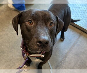 Labrador Retriever-Unknown Mix Dogs for adoption in Tavares, FL, USA