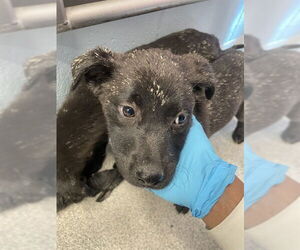 German Shepherd Dog-Unknown Mix Dogs for adoption in Tallahassee, FL, USA