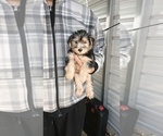 Small Photo #2 Yorkshire Terrier Puppy For Sale in BENSON, NC, USA