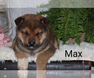 Shiba Inu Puppy for Sale in LOYAL, Wisconsin USA