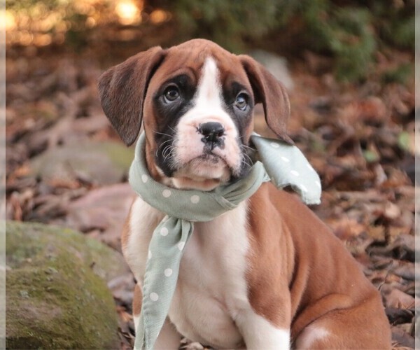 Medium Photo #3 Boxer Puppy For Sale in SHIPSHEWANA, IN, USA