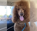 Small Photo #1 Poodle (Standard) Puppy For Sale in PHOENIX, AZ, USA