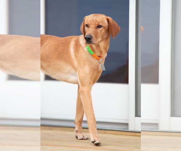 Medium Photo #3 Labrador Retriever-Unknown Mix Puppy For Sale in Oakhurst, NJ, USA