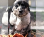 Small Photo #12 Bernedoodle Puppy For Sale in OVERLAND PARK, KS, USA