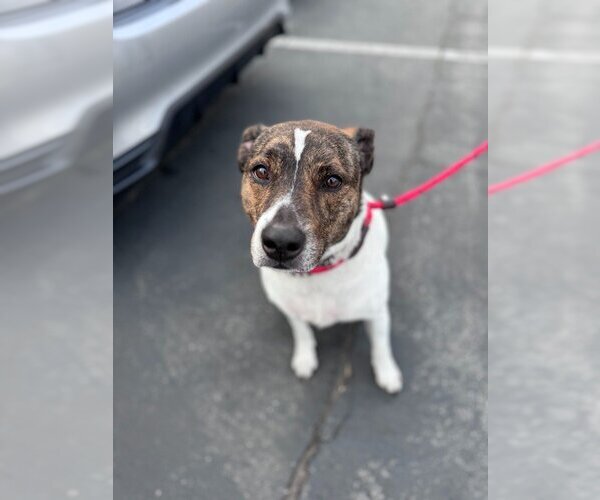 Medium Photo #10 Mutt Puppy For Sale in Lake Forest, CA, USA