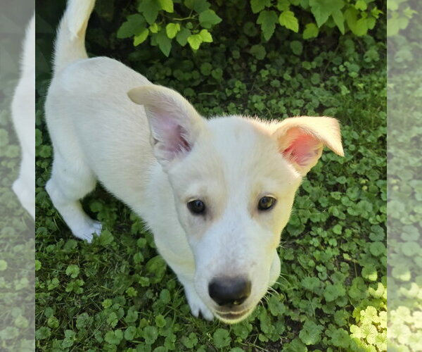 Medium Photo #4 Labrador Retriever-Unknown Mix Puppy For Sale in Minneapolis, MN, USA