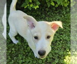 Small #3 Labrador Retriever Mix
