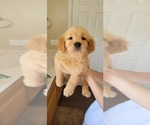 Small Photo #9 Golden Retriever Puppy For Sale in SELMA, CA, USA