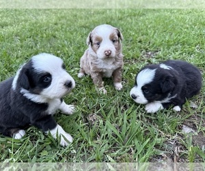 Miniature Australian Shepherd Litter for sale in CHECOTAH, OK, USA