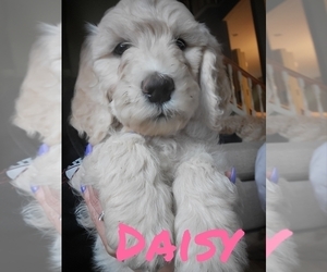 Goldendoodle Puppy for sale in GRESHAM, OR, USA