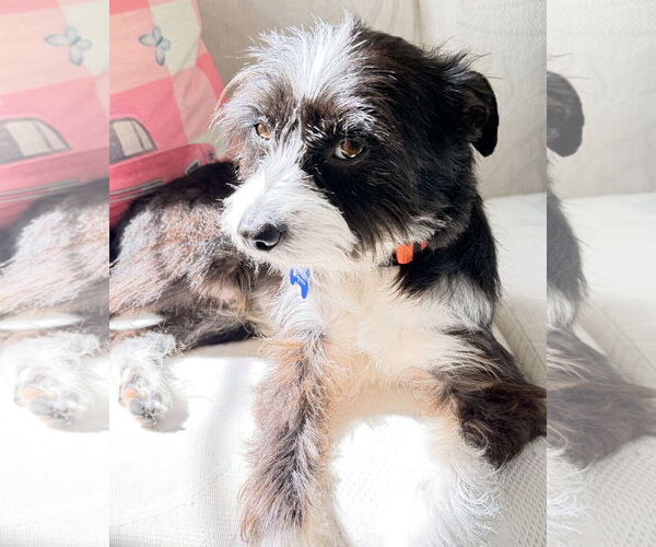 Medium Photo #9 Mutt Puppy For Sale in Corona, CA, USA