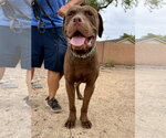 Small #2 Dogue de Bordeaux