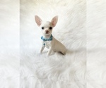 Small #2 Chihuahua