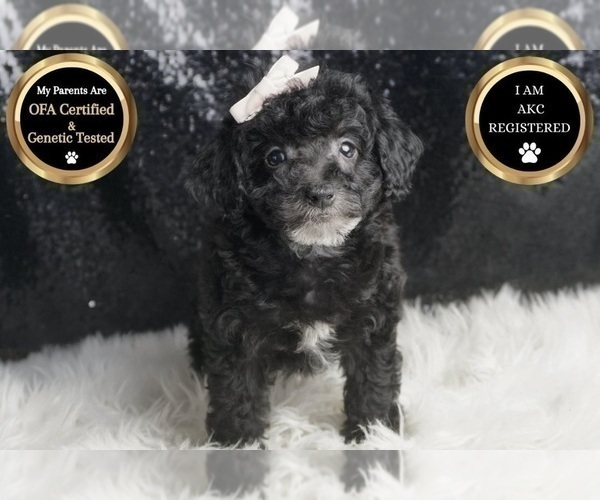 Medium Photo #7 Poodle (Miniature) Puppy For Sale in WARSAW, IN, USA