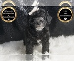 Small #6 Poodle (Miniature)