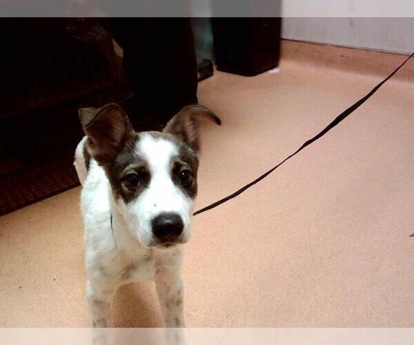 Medium Photo #1 Mutt Puppy For Sale in Martinez, CA, USA