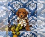 Small Poodle (Toy)