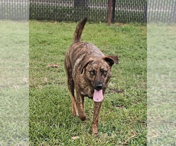 Medium Photo #3 Catahoula Leopard Dog-Pug Mix Puppy For Sale in Rockaway, NJ, USA