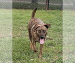 Small #2 Catahoula Leopard Dog-Pug Mix