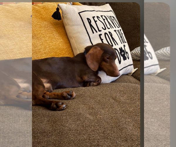 Medium Photo #1 Dachshund Puppy For Sale in Sioux Falls, SD, USA