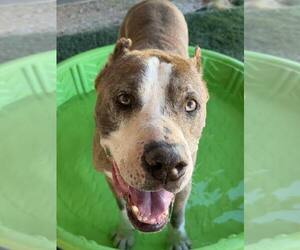 Calvin - Male American Staffordshire Terrier-Unknown Mix Dog for Adoption - Photo #4