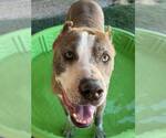 Small #3 American Staffordshire Terrier-Great Dane Mix