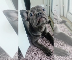 French Bulldog Puppy for sale in FORT LAUDERDALE, FL, USA