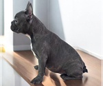Small #1 French Bulldog