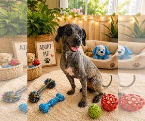 Mutt Dogs for adoption in Queen Creek, AZ, USA