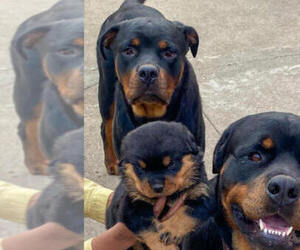 Mother of the Rottweiler puppies born on 02/09/2023
