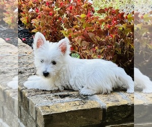 West Highland White Terrier Puppy for sale in TYLER, TX, USA