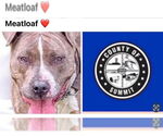 Small American Staffordshire Terrier Mix