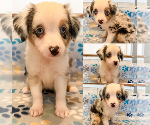 Miniature Australian Shepherd Puppy for sale in BROOKER, FL, USA
