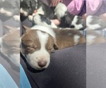 Small Photo #16 Border Collie Puppy For Sale in LEBANON, MO, USA