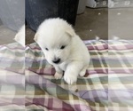 Small Photo #2 Samoyed Puppy For Sale in LITTLE FALLS, MN, USA