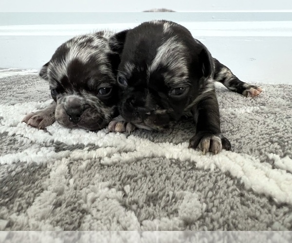 Medium Photo #4 French Bulldog-Miniature French Bull Terrier Mix Puppy For Sale in WEST SPRINGFIELD, MA, USA