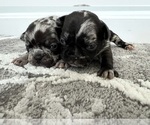Small #3 French Bulldog-Miniature French Bull Terrier Mix