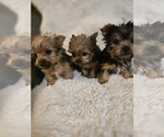 Puppy Puppy 3 Yorkshire Terrier