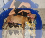Image preview for Ad Listing. Nickname: Litter of 9