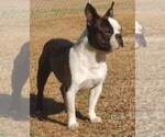 Small Photo #1 Boston Terrier Puppy For Sale in SWANSEA, SC, USA