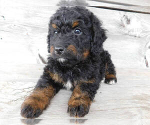 Miniature Bernedoodle Puppy for sale in MILLERSBURG, OH, USA