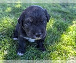 Puppy Tan Collar Australian Shepherd-English Cream Golden Retriever Mix