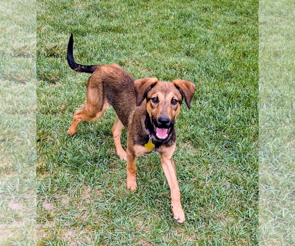 Medium Photo #9 Doberman Pinscher-Unknown Mix Puppy For Sale in Sandy, UT, USA