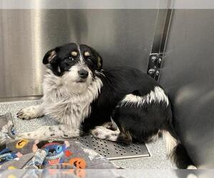 Cairn Terrier-Petit Basset Griffon Vendeen Mix Dogs for adoption in Orange, CA, USA