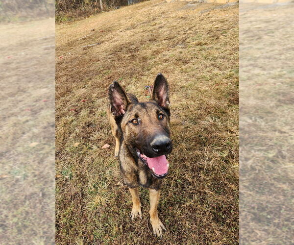 Medium Photo #3 Mutt Puppy For Sale in garner, NC, USA