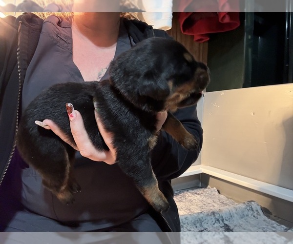 Medium Photo #18 Rottweiler Puppy For Sale in GREEN SPRINGS, OH, USA