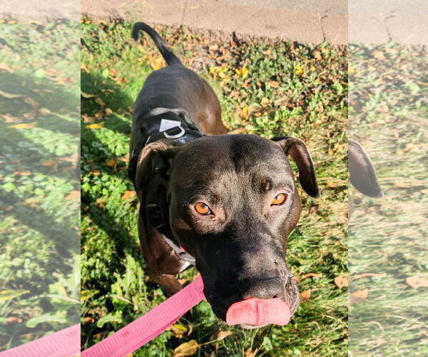 Medium Photo #3 American Staffordshire Terrier-Labrador Retriever Mix Puppy For Sale in Princeton, MN, USA